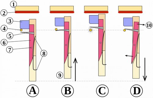 clavecin_sautereau_fonctionnement.svg